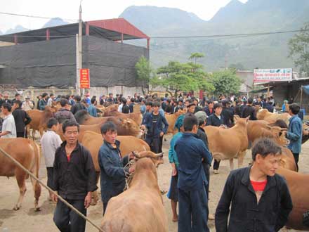 Découverte du marché forain aux boeufs de Meo Vac - Province de la montagne de Ha Giang